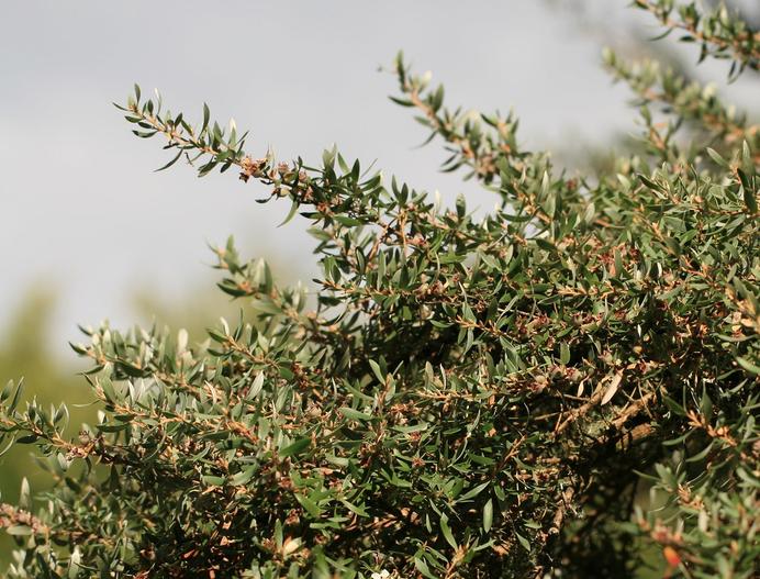 Leptospermum grandiflorum image