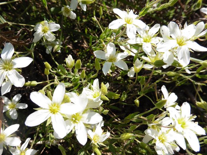 Arenaria montana image