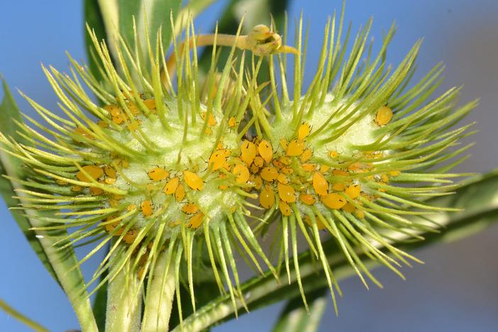 Gomphocarpus fruticosus image