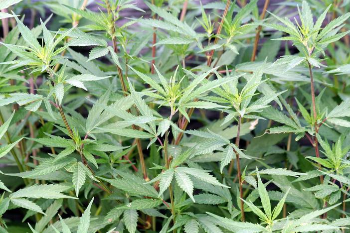 Cannabis sativa image