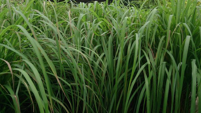 Cymbopogon nardus image