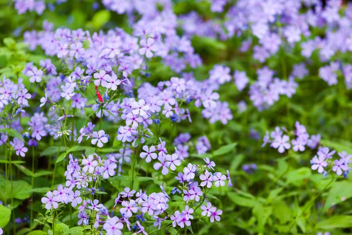 Phlox divaricata subsp. laphamii image