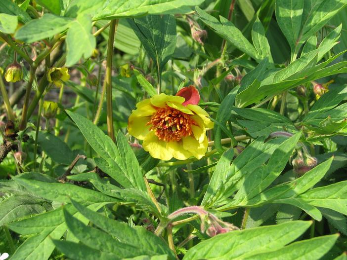 Paeonia delavayi subsp. lutea image