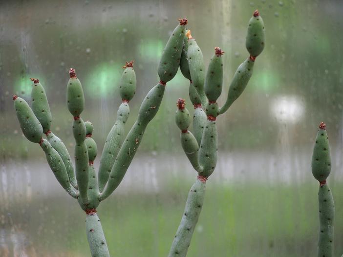 Euphorbia alluaudii image