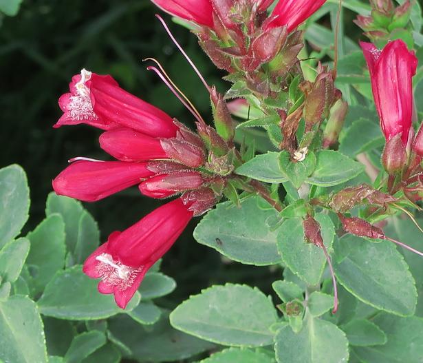 Penstemon newberryi var. sonomensis image
