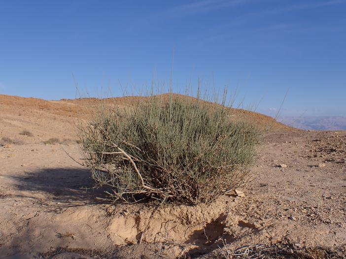 Ephedra aphylla image