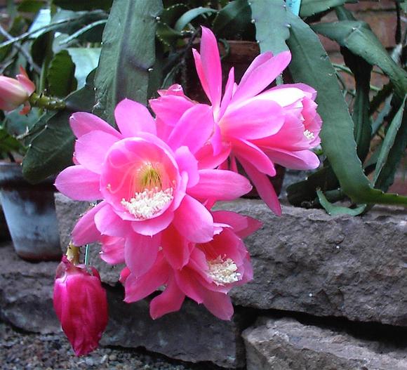 Disocactus phyllanthoides image