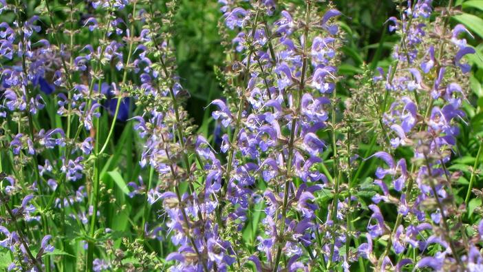 Salvia transsylvanica image