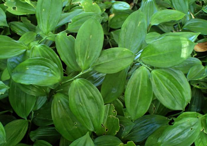 Disporopsis pernyi image