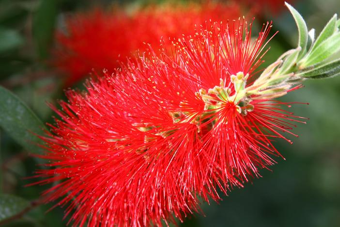 Callistemon citrinus image
