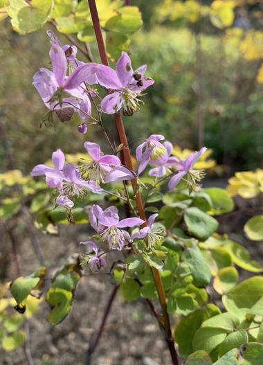 Thalictrum rochebruneanum image