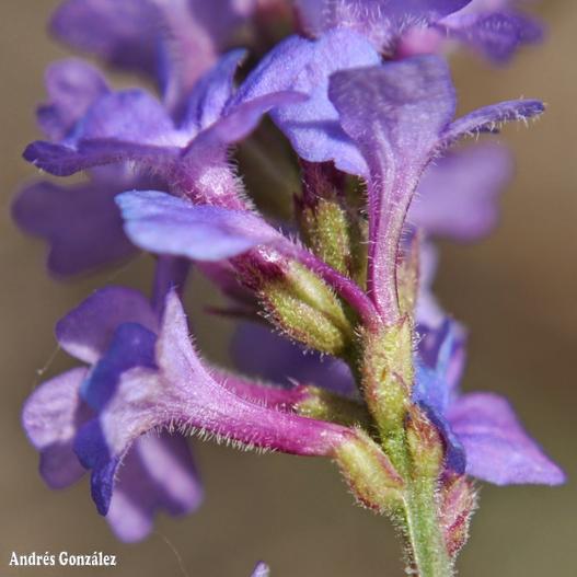 Verbena intermedia image