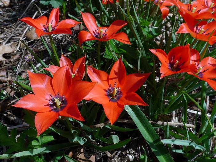 Tulipa linifolia image