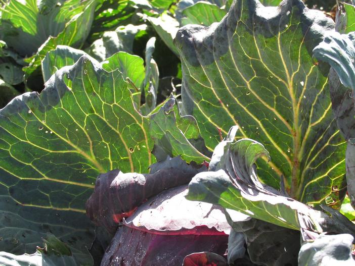 Brassica oleracea subsp. capitata image
