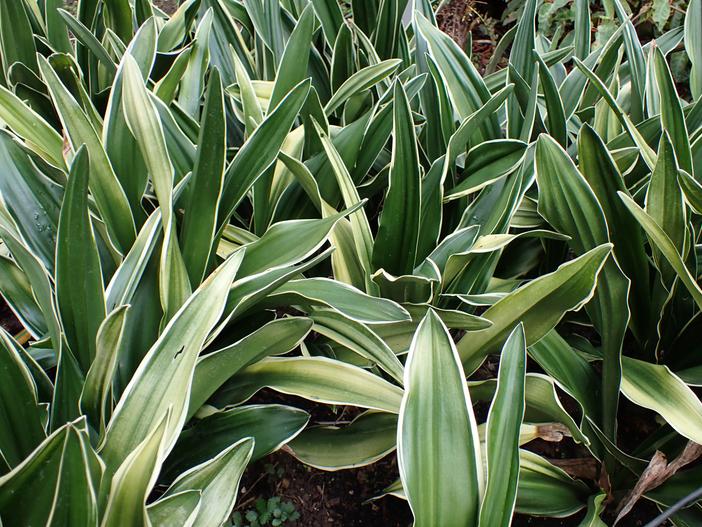 Rohdea japonica image