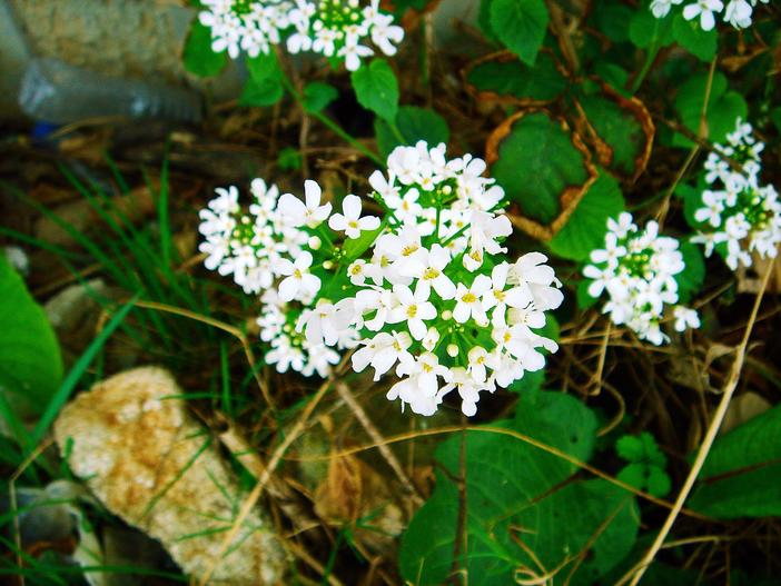 Pachyphragma macrophyllum image