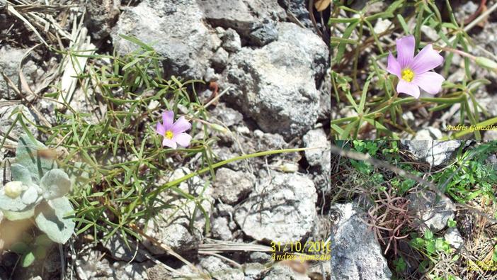 Oxalis lasiopetala image