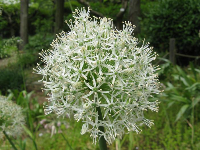 Allium stipitatum image