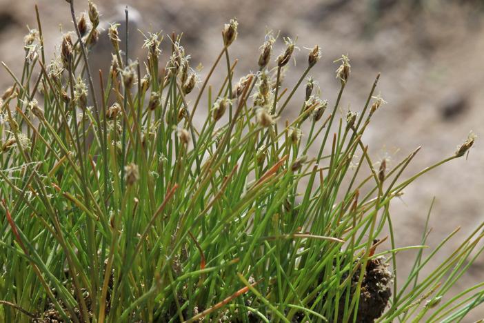 Eleocharis parvula image