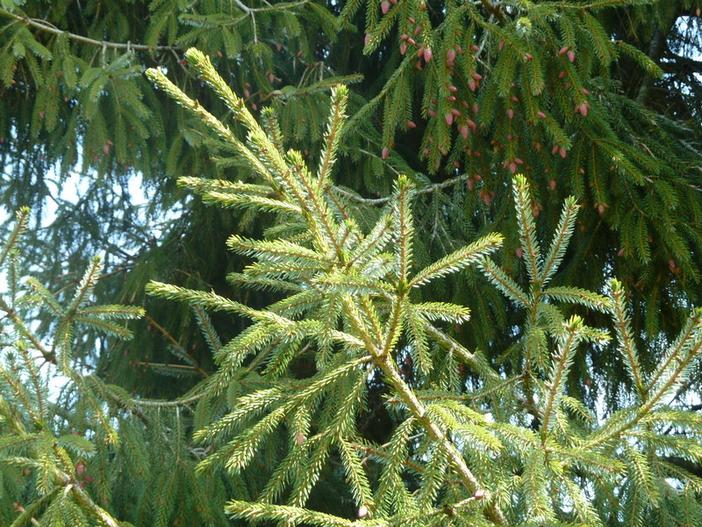 Picea likiangensis image