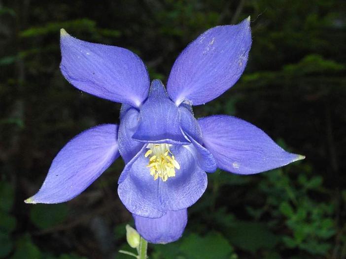 Aquilegia bertolonii image