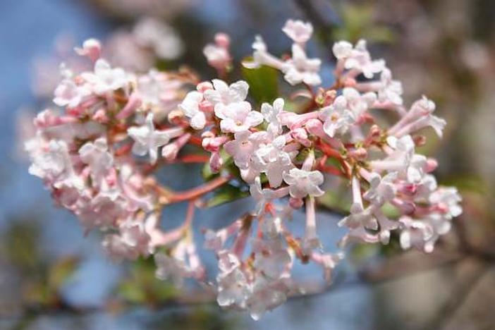 Viburnum farreri image