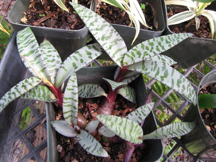 Ledebouria socialis image