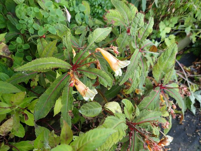 Impatiens omeiana image