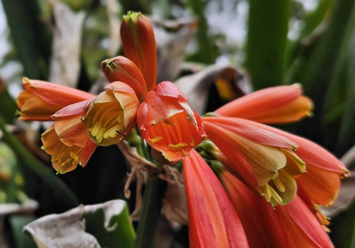 Clivia caulescens image