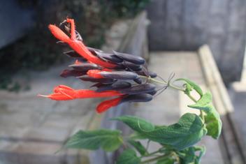 Salvia dombeyi image