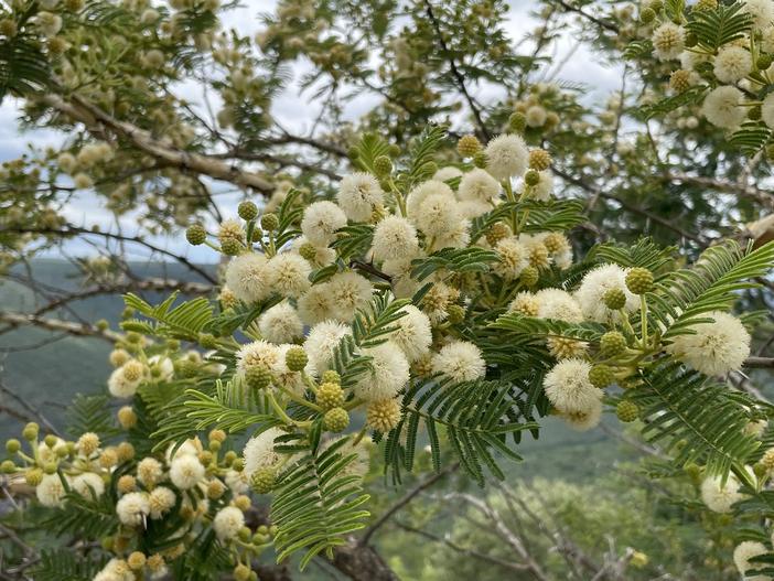 Vachellia sieberiana image
