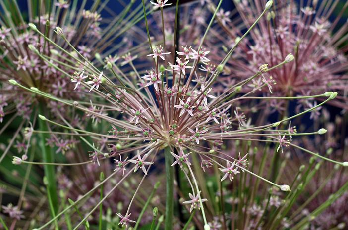 Allium schubertii image