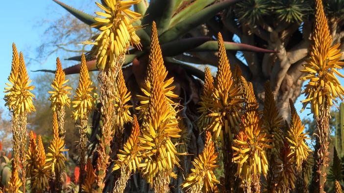 Aloe vanbalenii image