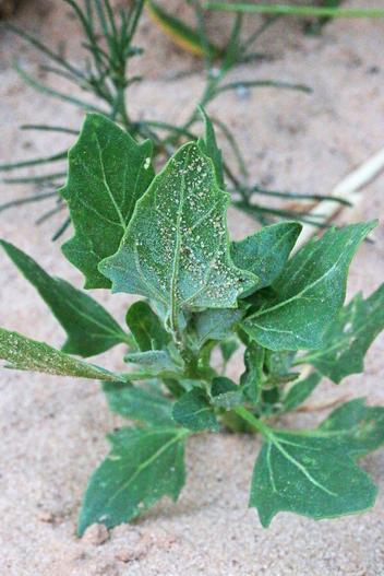 Atriplex rosea image