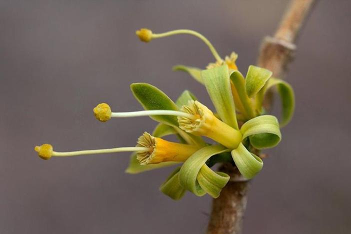 Turraea nilotica image