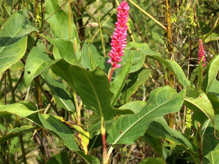 Persicaria amphibia var. emersa image