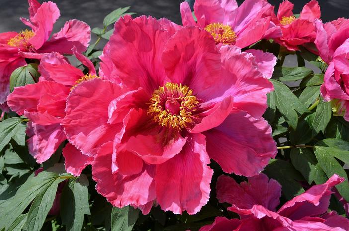 Paeonia ×suffruticosa image