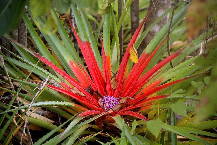 Bromelia balansae image
