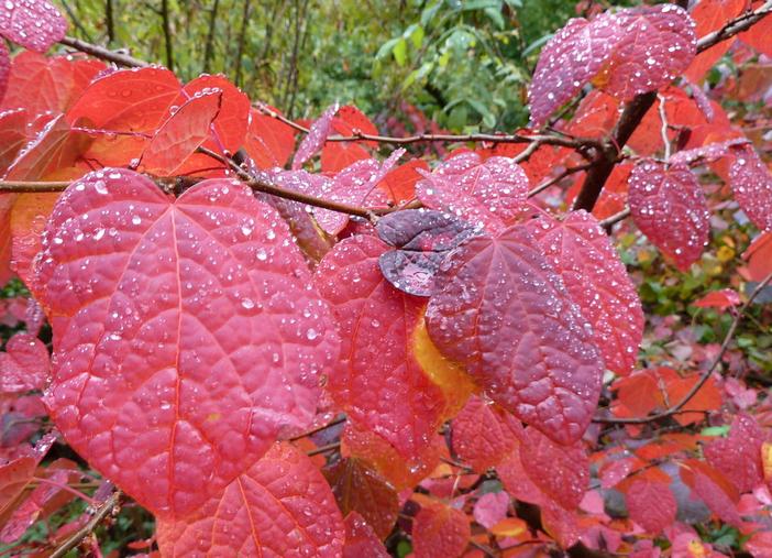 Disanthus cercidifolius image