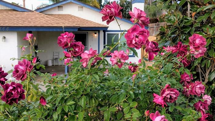 Magnolia floribunda image