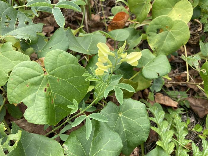 Thermopsis chinensis image
