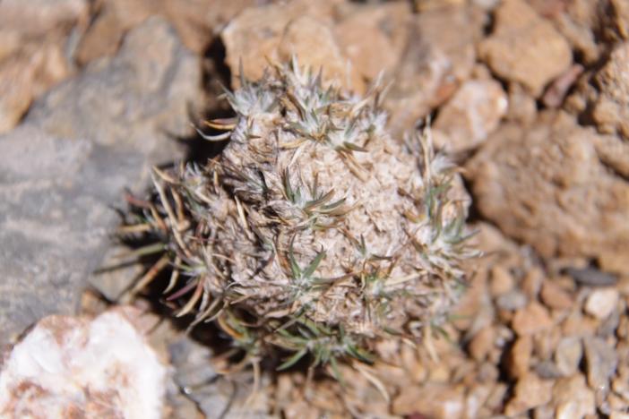 Koeleria crassipes image