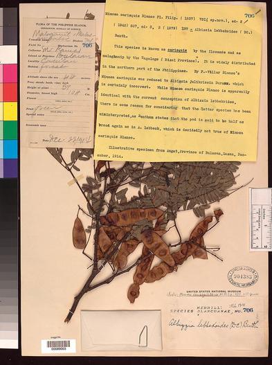 Albizia lebbekoides image