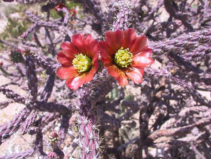 Cylindropuntia versicolor image