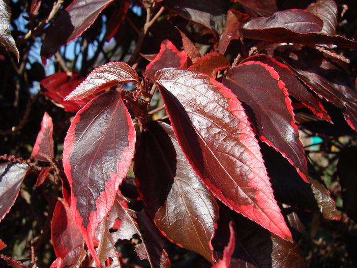 Acalypha wilkesiana image