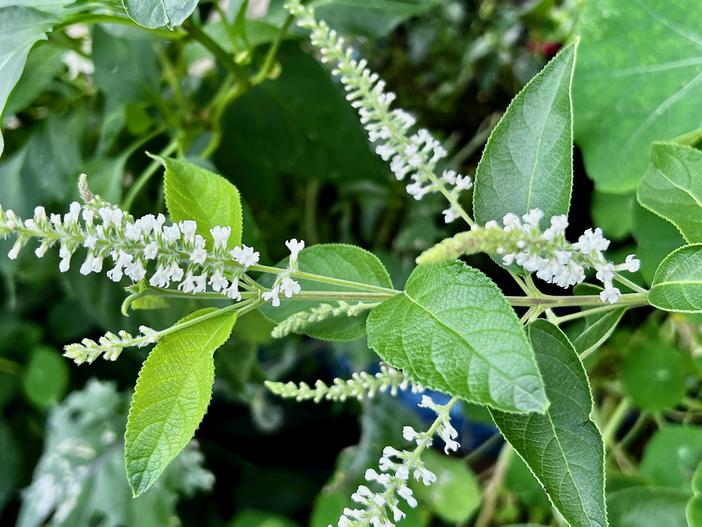 Aloysia virgata image