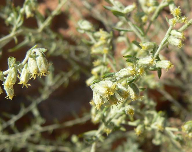 Artemisia ludoviciana subsp. albula image
