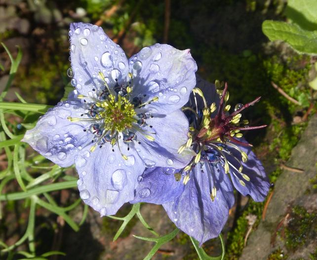 Nigella hispanica image