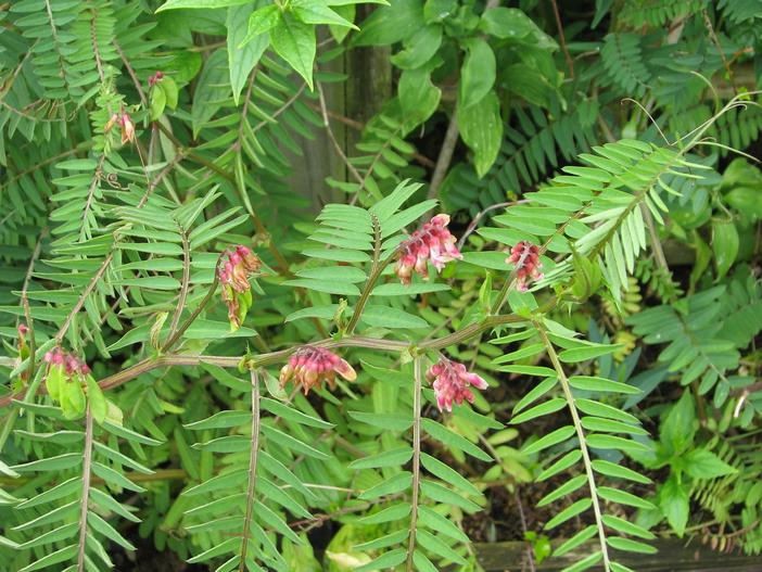 Vicia gigantea image