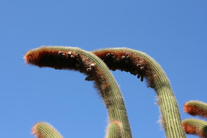Espostoa guentheri image